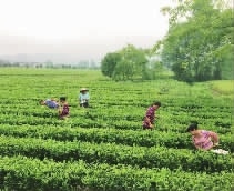 来利国际w66,油茶莳植生产加工销售,植物油莳植生产加工销售